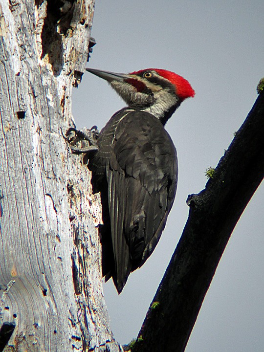 Pileated Woodpecker - ML221817041
