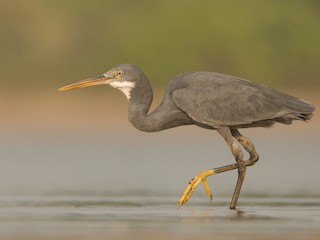  - Western Reef-Heron