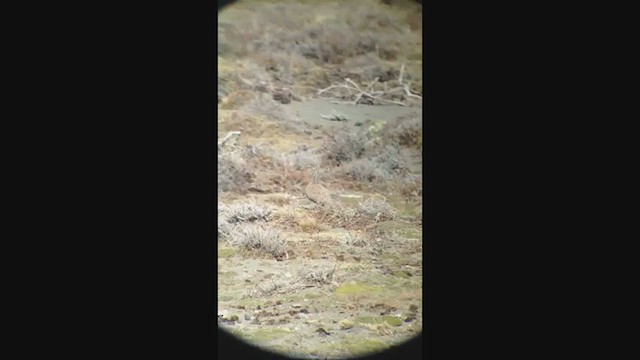 Tinamou de Patagonie - ML221822071