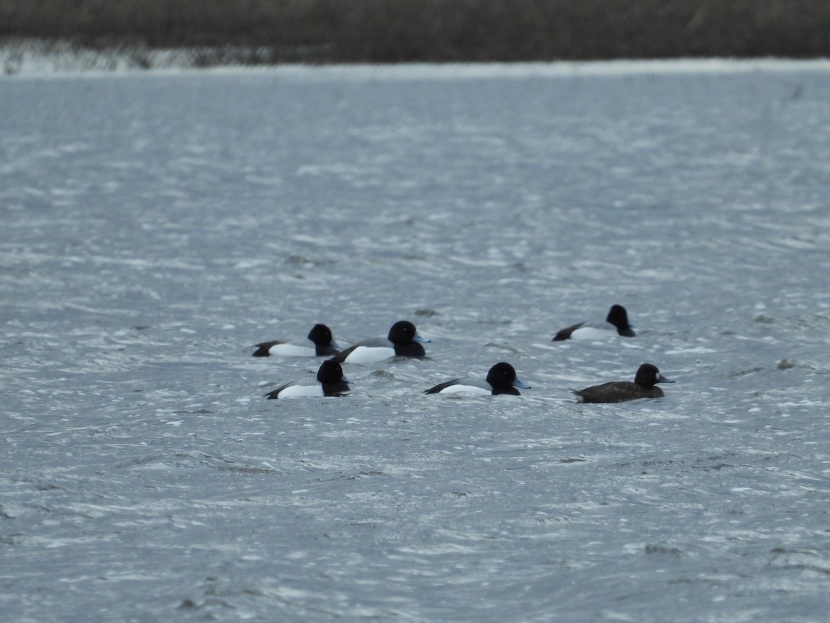 Greater Scaup - ML221827561