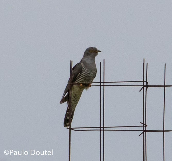 Common Cuckoo - Paulo Doutel