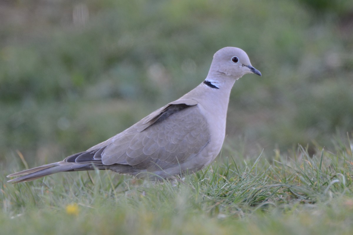 Eurasian Collared-Dove - Ergün Cengiz
