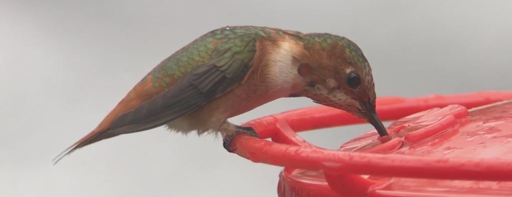 Allen's Hummingbird - Mark McShane