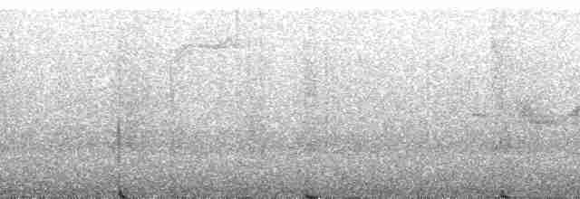 Weißbinden-Ameisenvogel - ML22184
