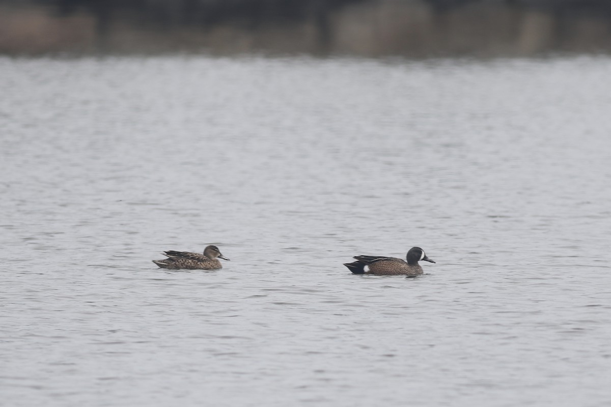 Blue-winged Teal - ML221844581