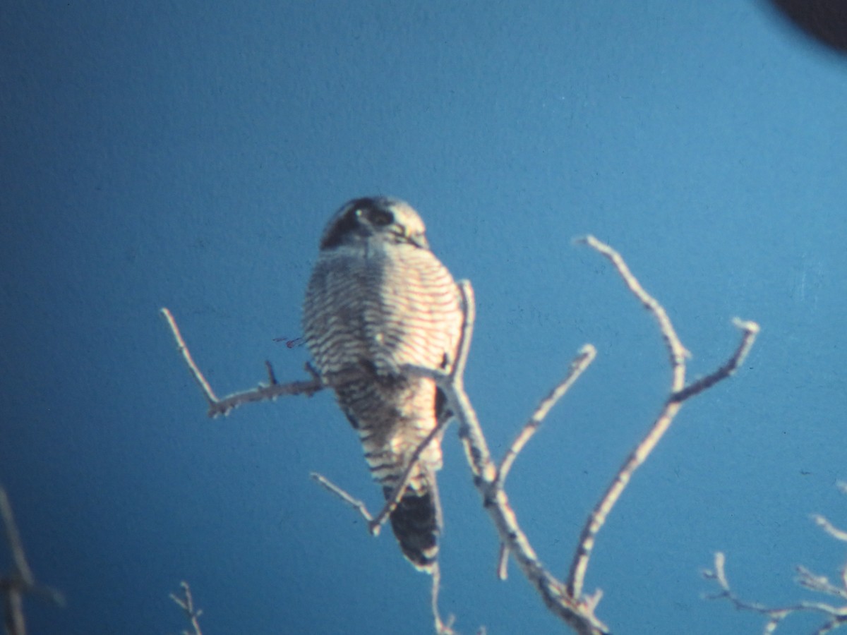 Northern Hawk Owl - Rudolf Koes