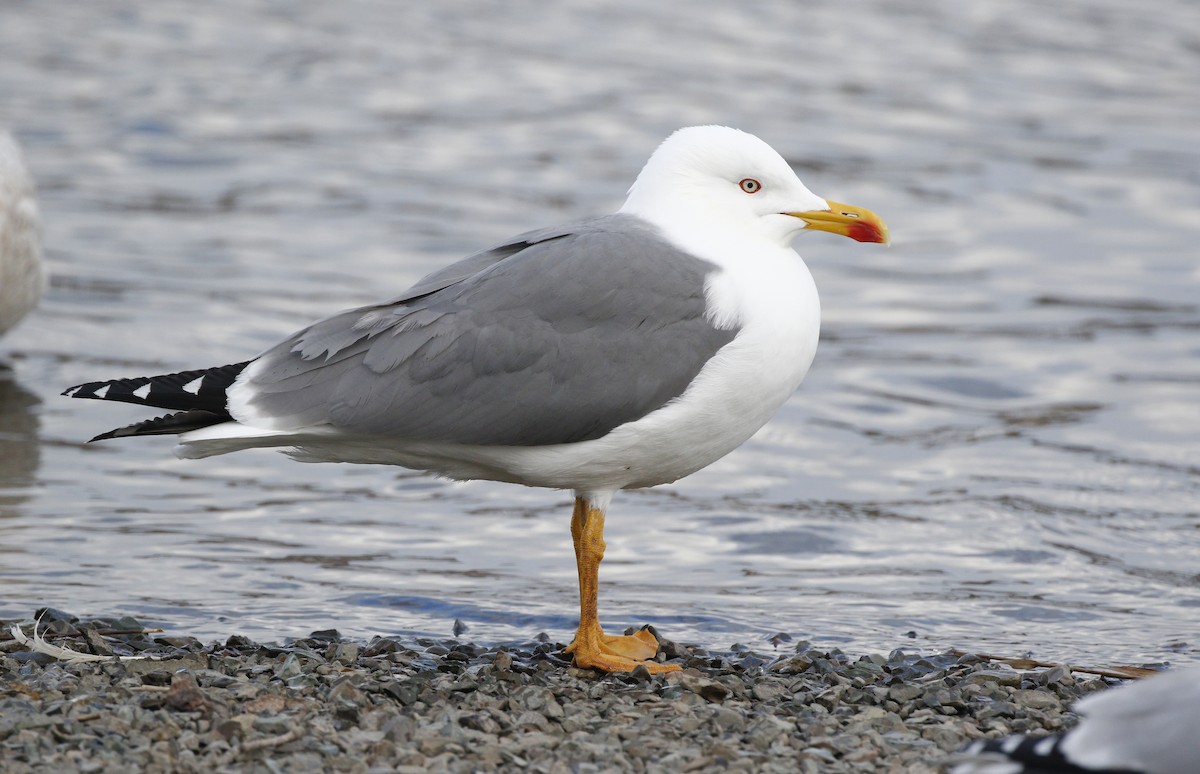 Yellow-legged Gull - ML221849371