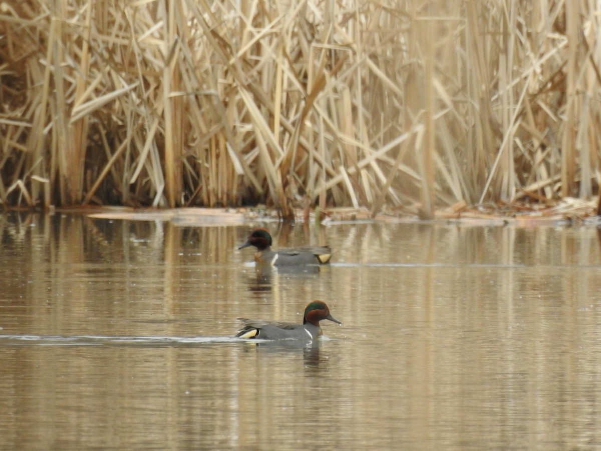 Green-winged Teal - ML221850731