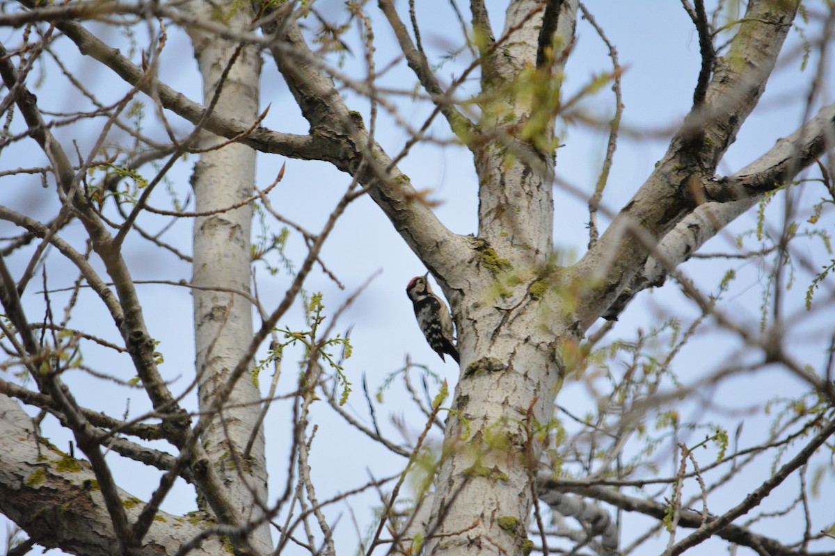 Lesser Spotted Woodpecker - ML221852631