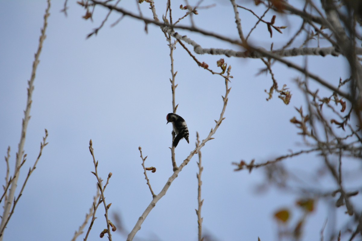 Lesser Spotted Woodpecker - ML221852791