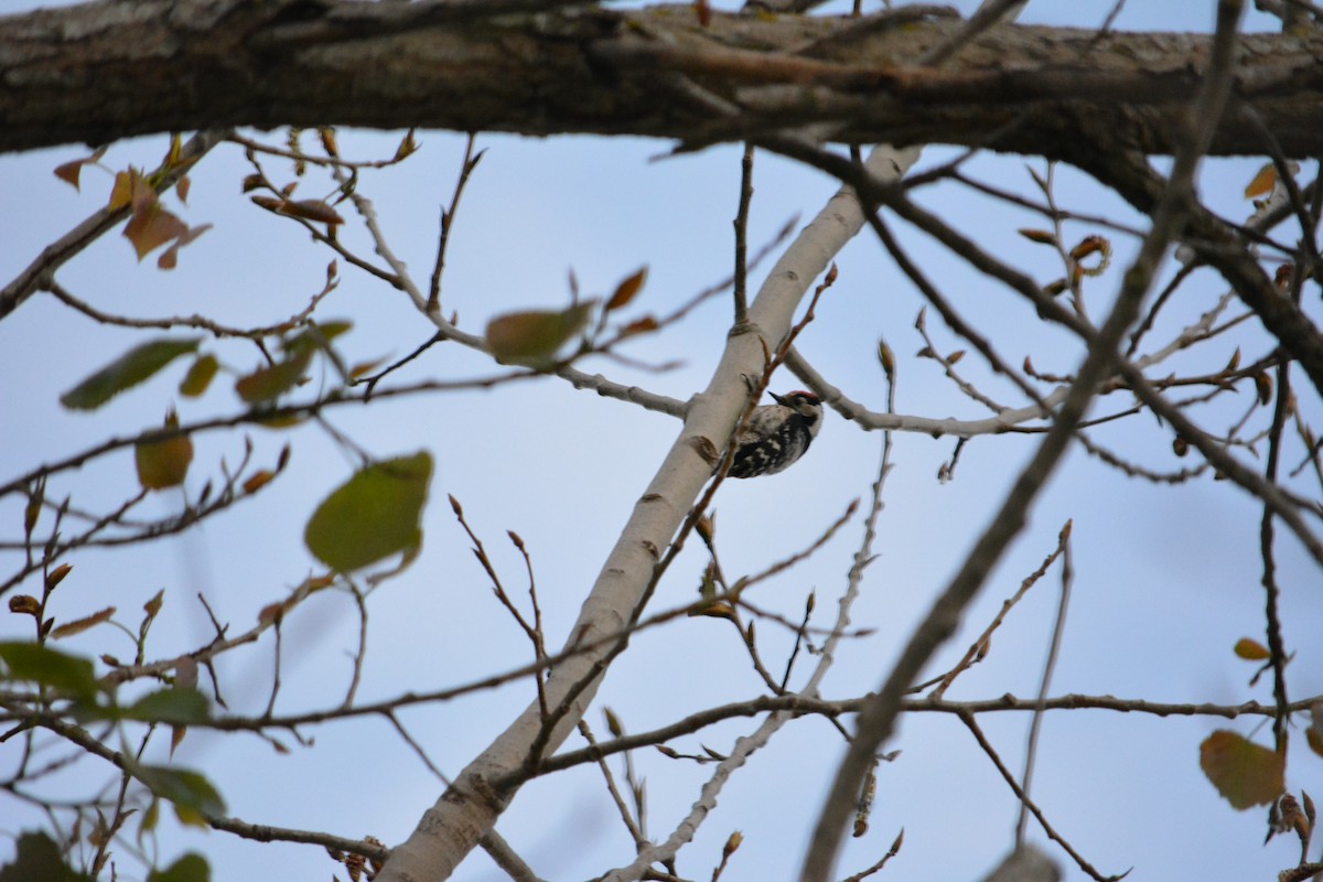 Lesser Spotted Woodpecker - ML221852951