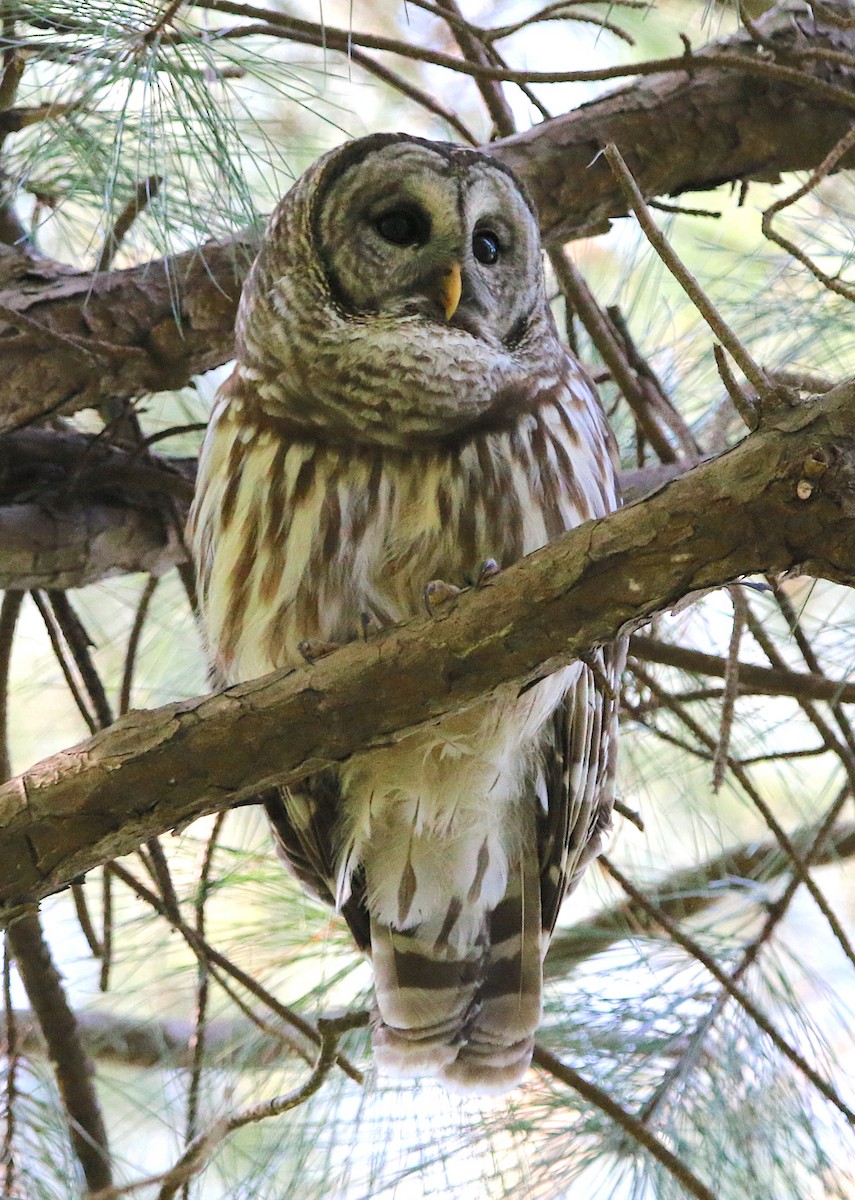 Barred Owl - Lori White