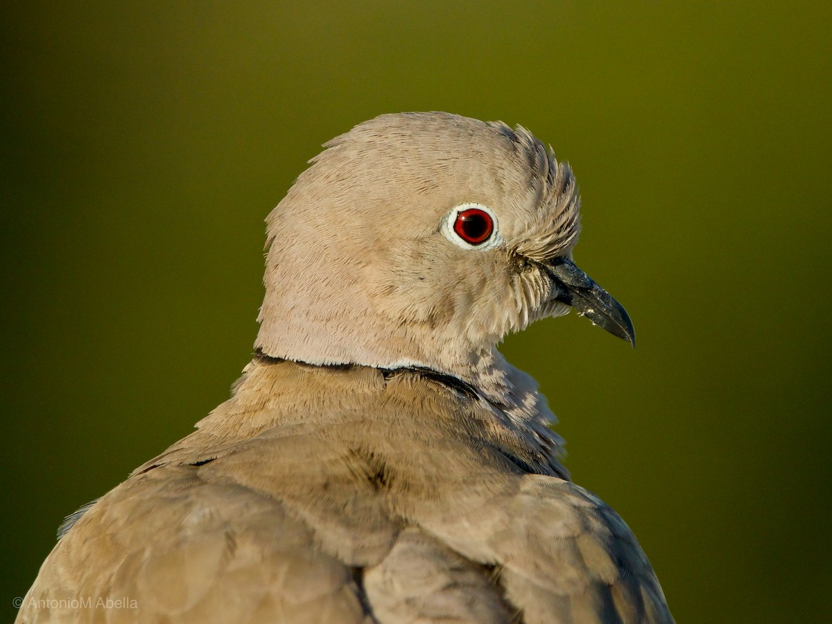 Eurasian Collared-Dove - Antonio M Abella