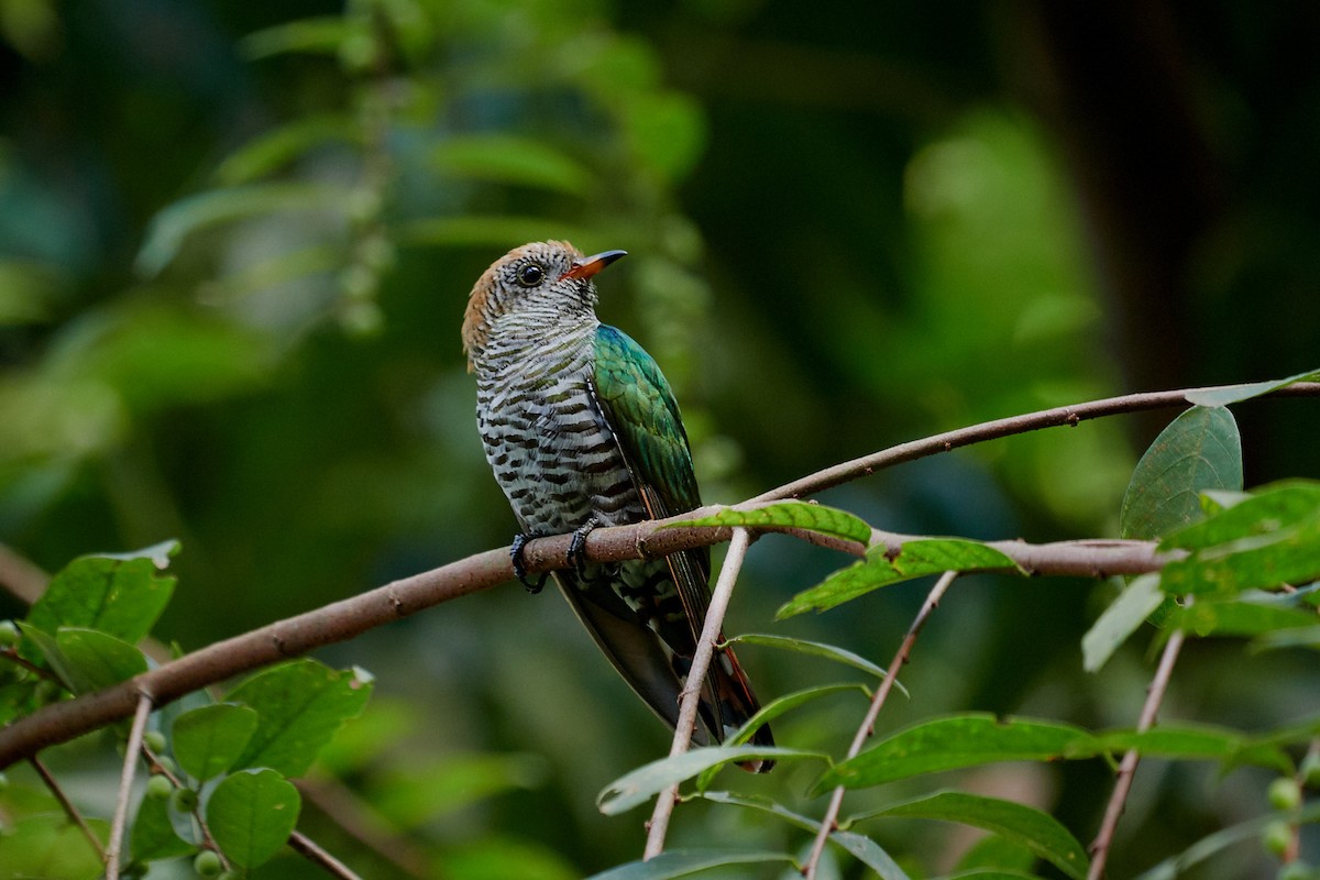 Asian Emerald Cuckoo - Winnie Ooi