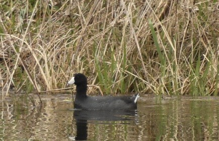 American Coot (Red-shielded) - Randy Bodkins