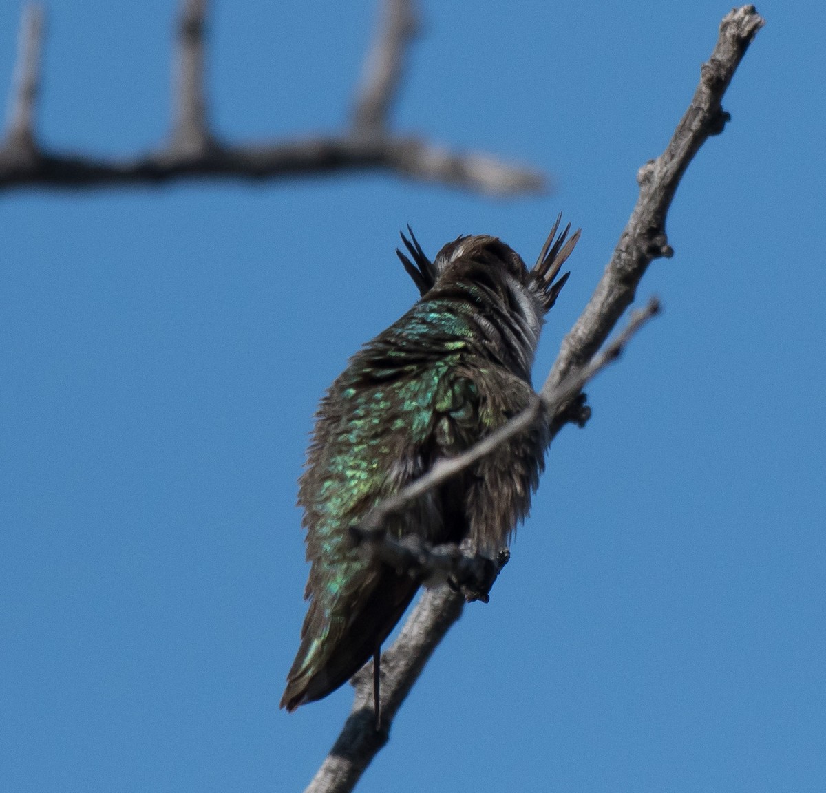 Costa's Hummingbird - ML221859621