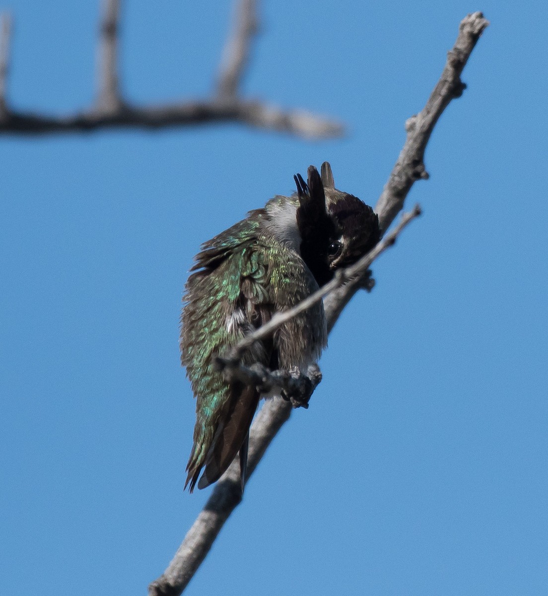 Costa's Hummingbird - ML221859631