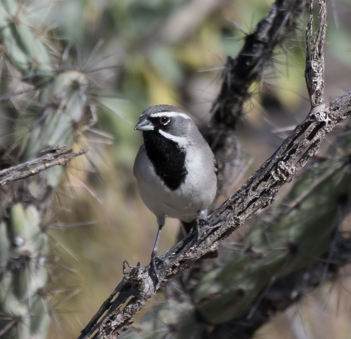 Black-throated Sparrow - ML221859681