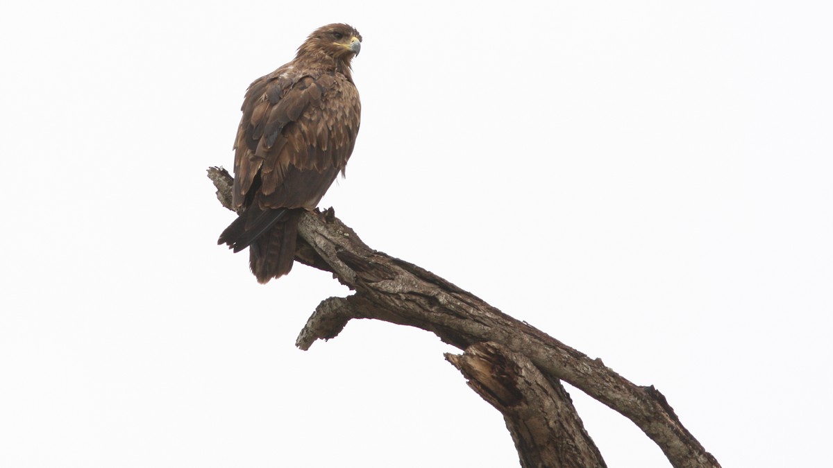 Lesser Spotted Eagle - Daniel Jauvin