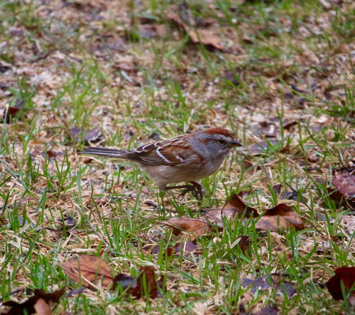 American Tree Sparrow - ML221863801