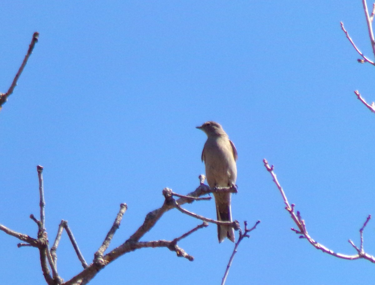 Townsend's Solitaire - ML221863831
