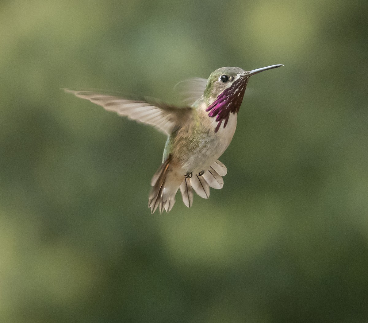 Calliope Hummingbird - ML221867831