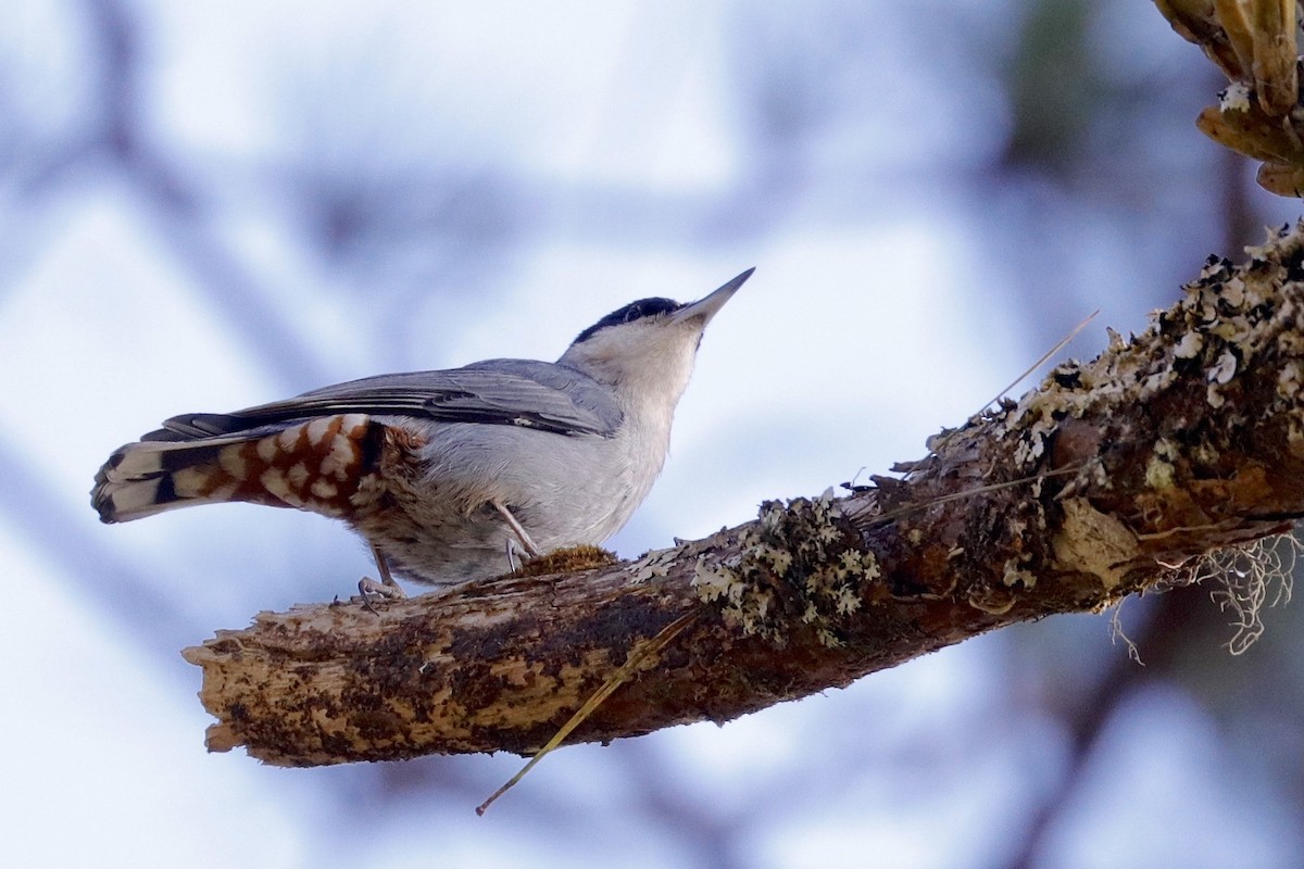 Giant Nuthatch - Jeanne Verhulst