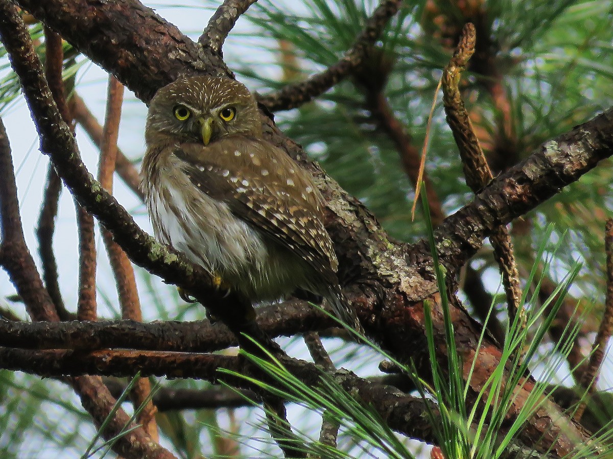Ferruginous Pygmy-Owl - Stephen Harris