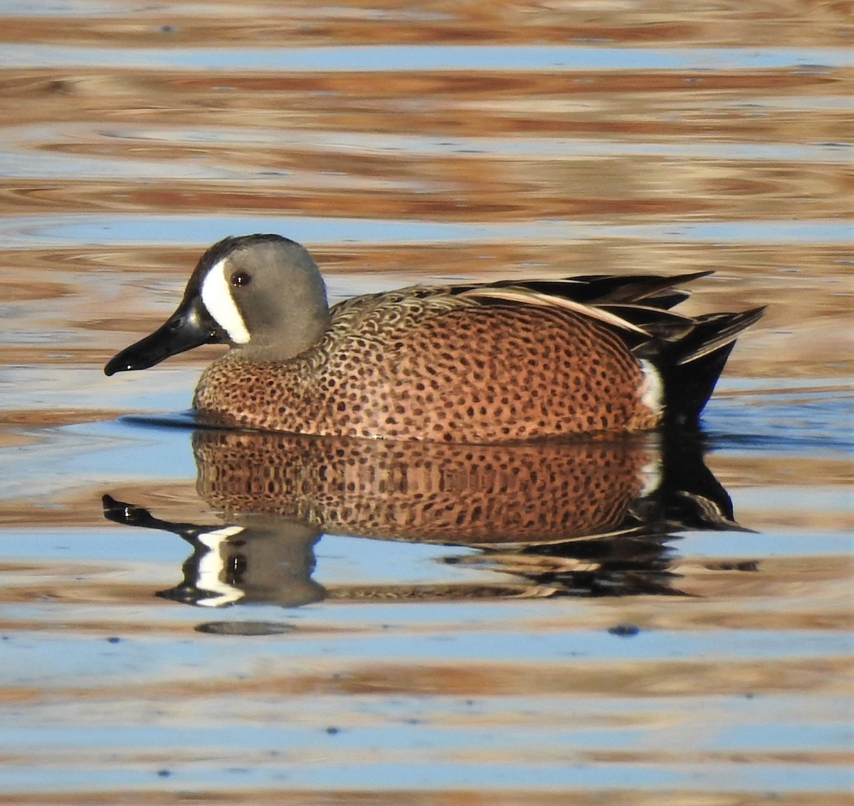 Blue-winged Teal - ML221874541