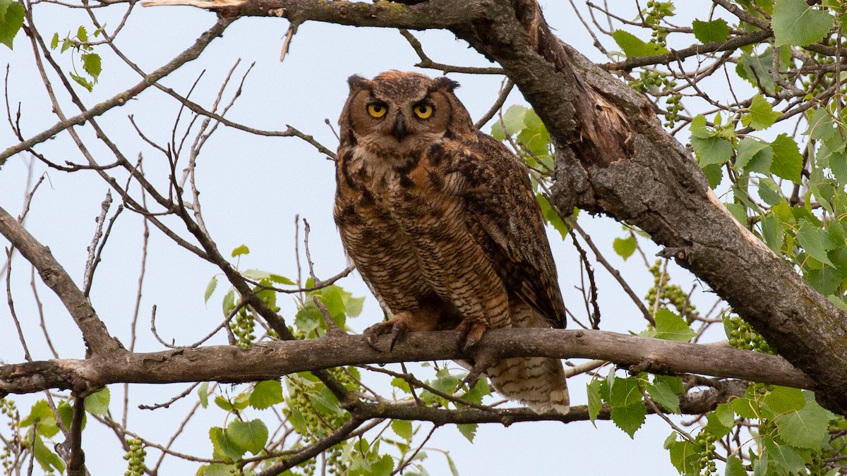 Great Horned Owl - ML221874931