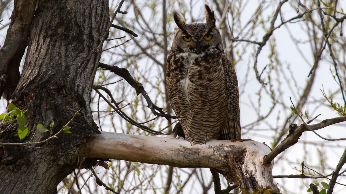 Great Horned Owl - ML221874961