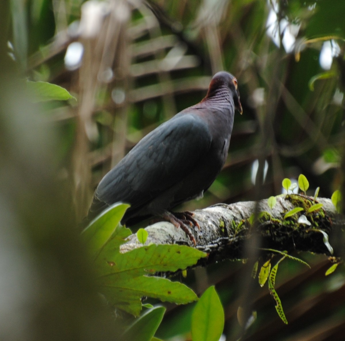 Scaly-naped Pigeon - ML22187571