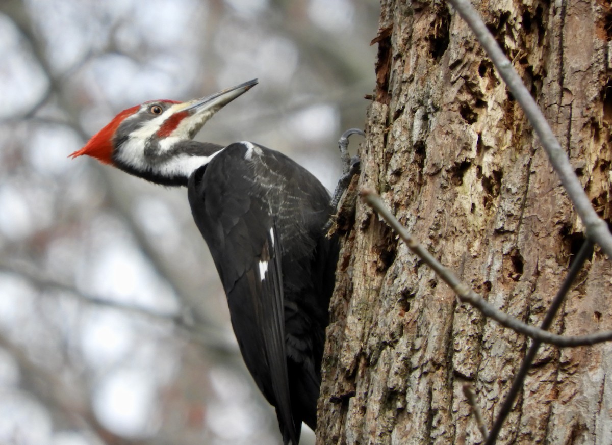 Pileated Woodpecker - Eunice Thein
