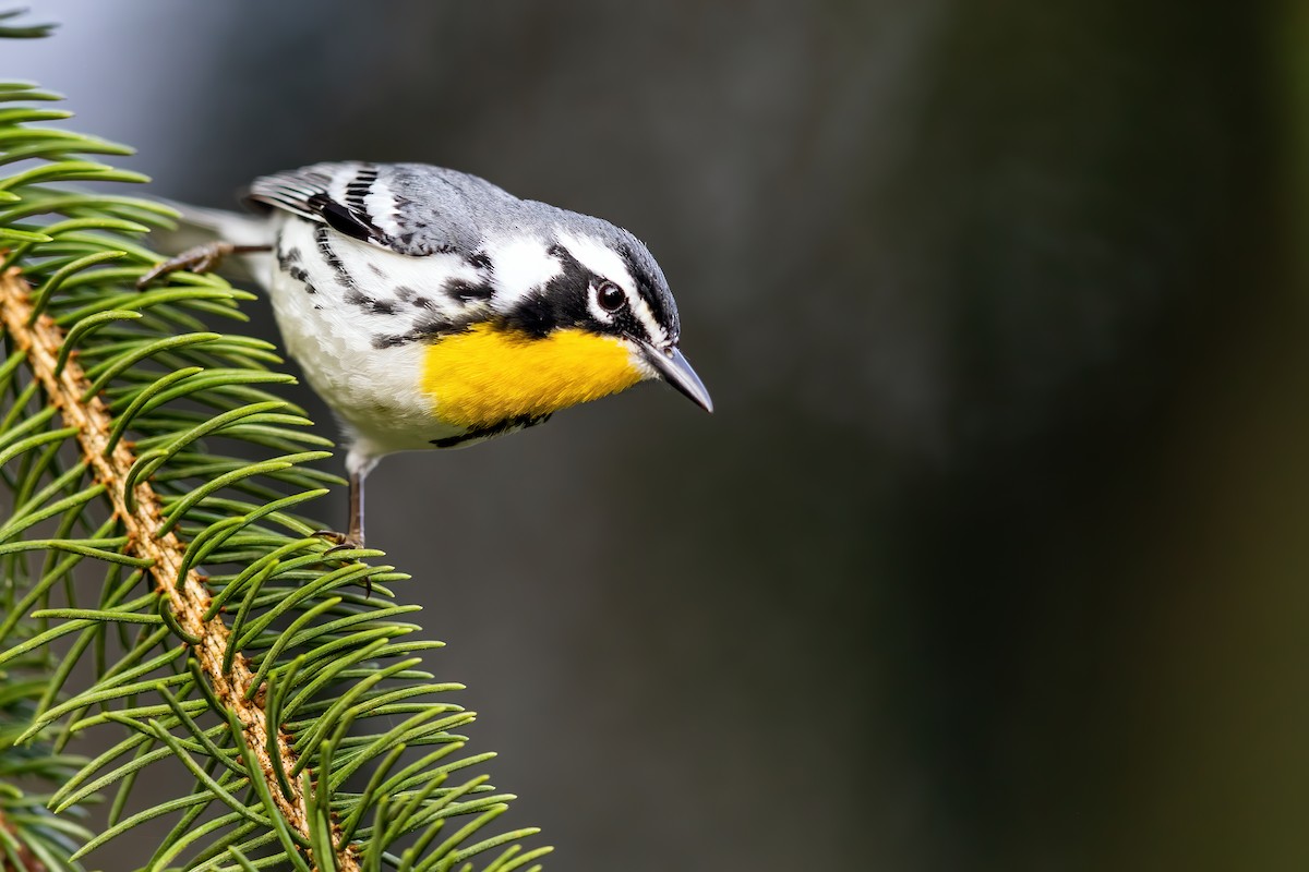 Yellow-throated Warbler - Brad Imhoff