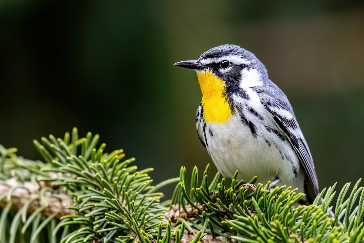 Yellow-throated Warbler - Brad Imhoff