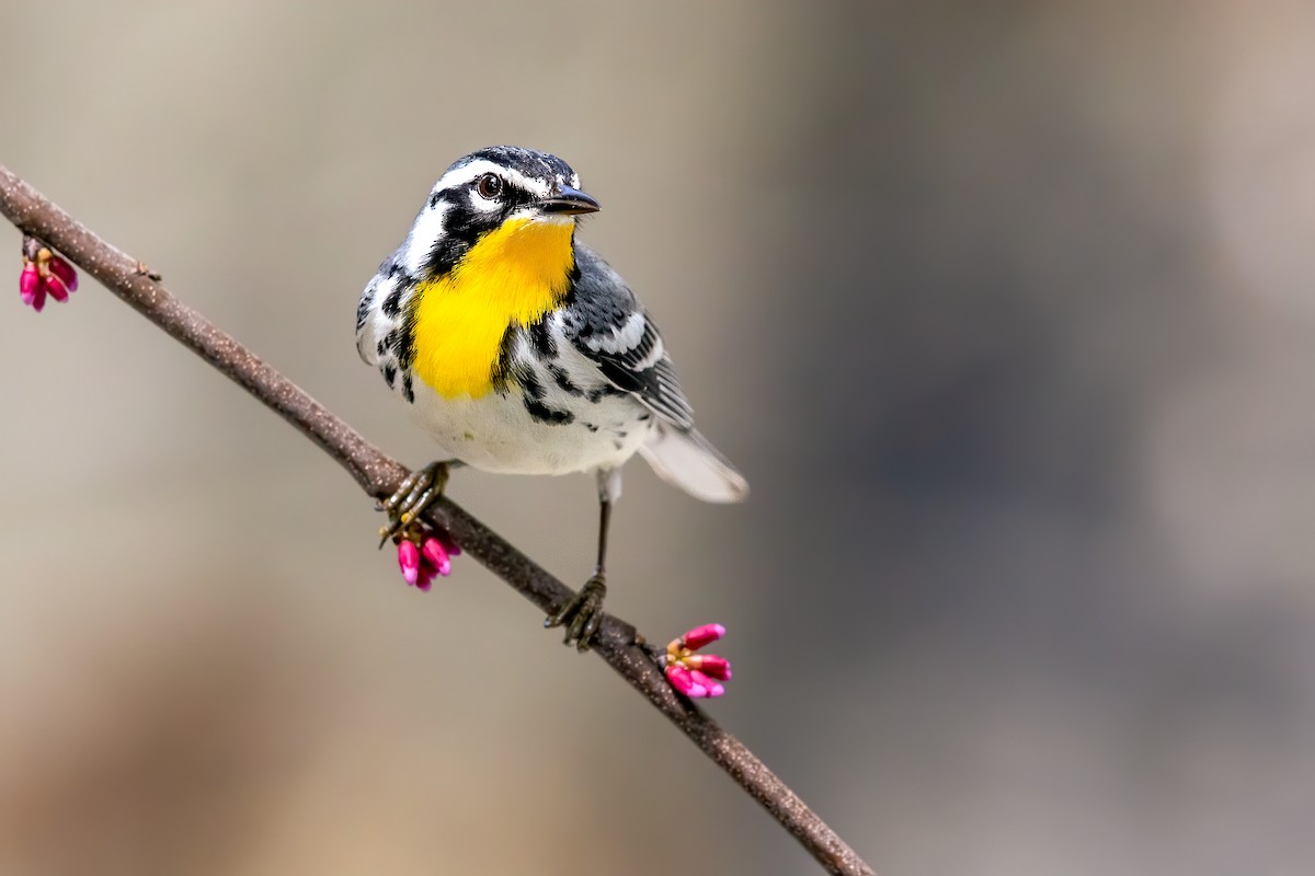 Yellow-throated Warbler - ML221877661
