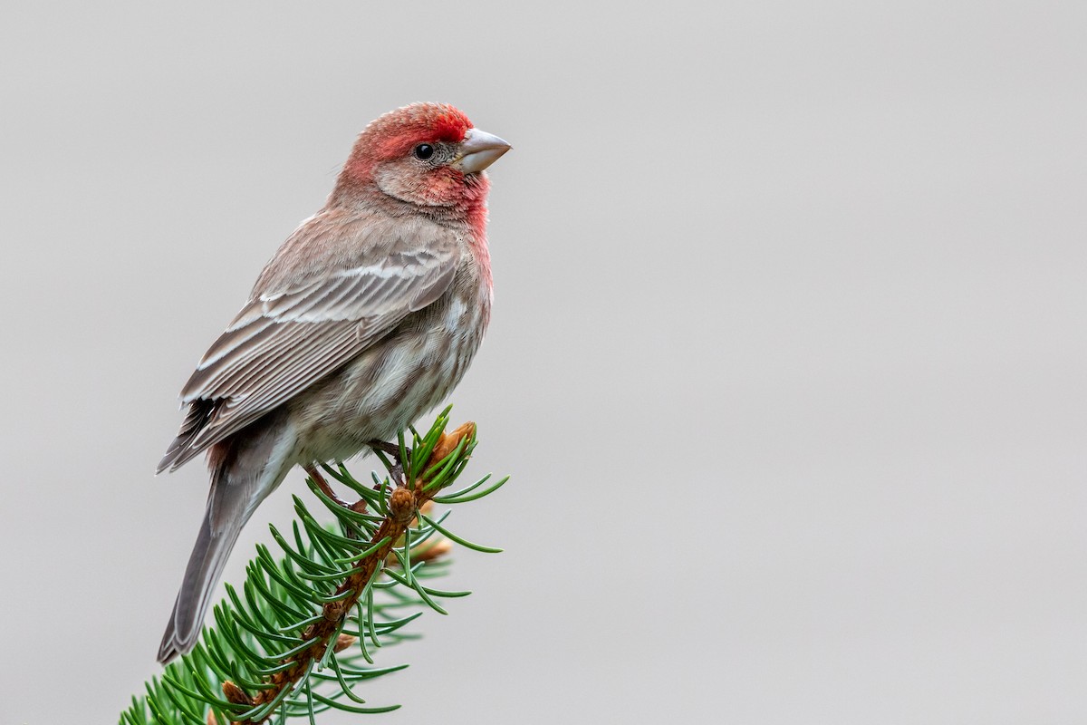 House Finch - Brad Imhoff