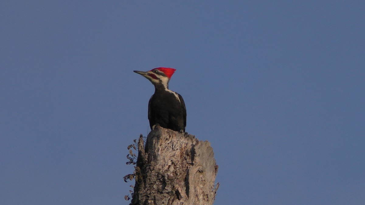 Pileated Woodpecker - Sue Pulsipher