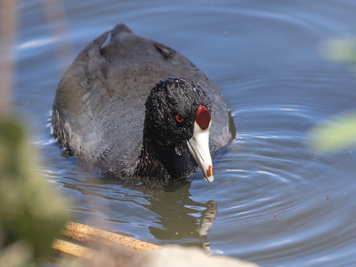 American Coot - Bruce Aird