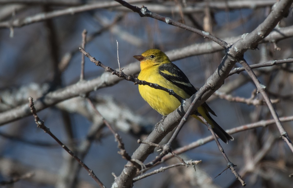 Western Tanager - ML22188841