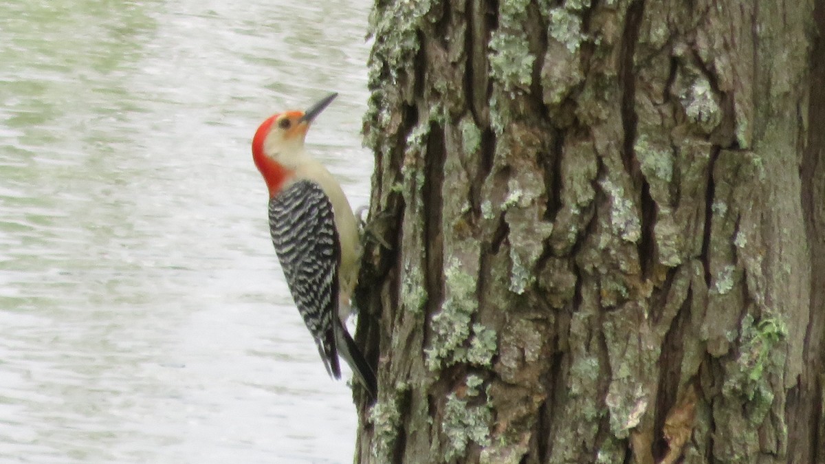 Red-bellied Woodpecker - ML221896081