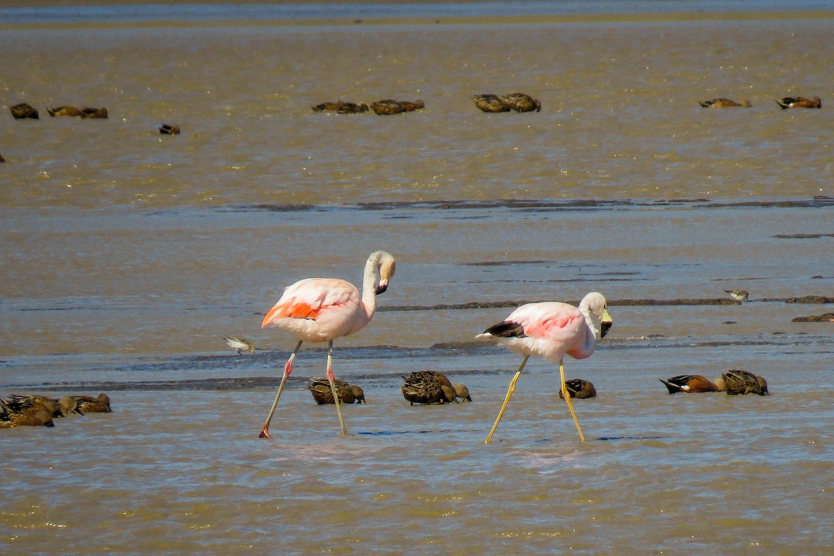 Andean Flamingo - Maria del Castillo