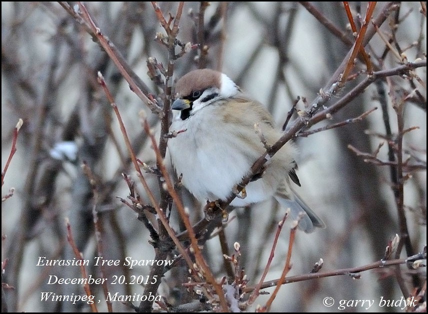 Eurasian Tree Sparrow - Garry Budyk