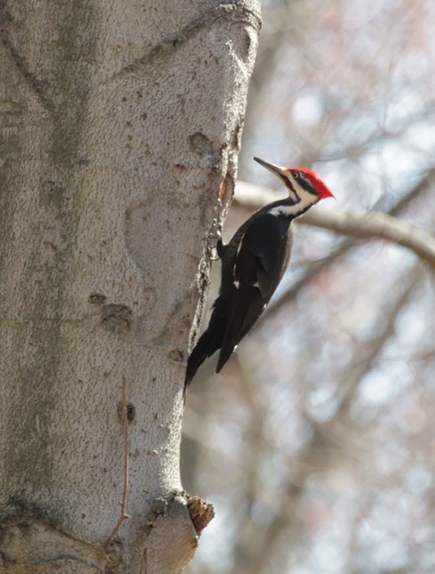 Red-bellied Woodpecker - ML221902371