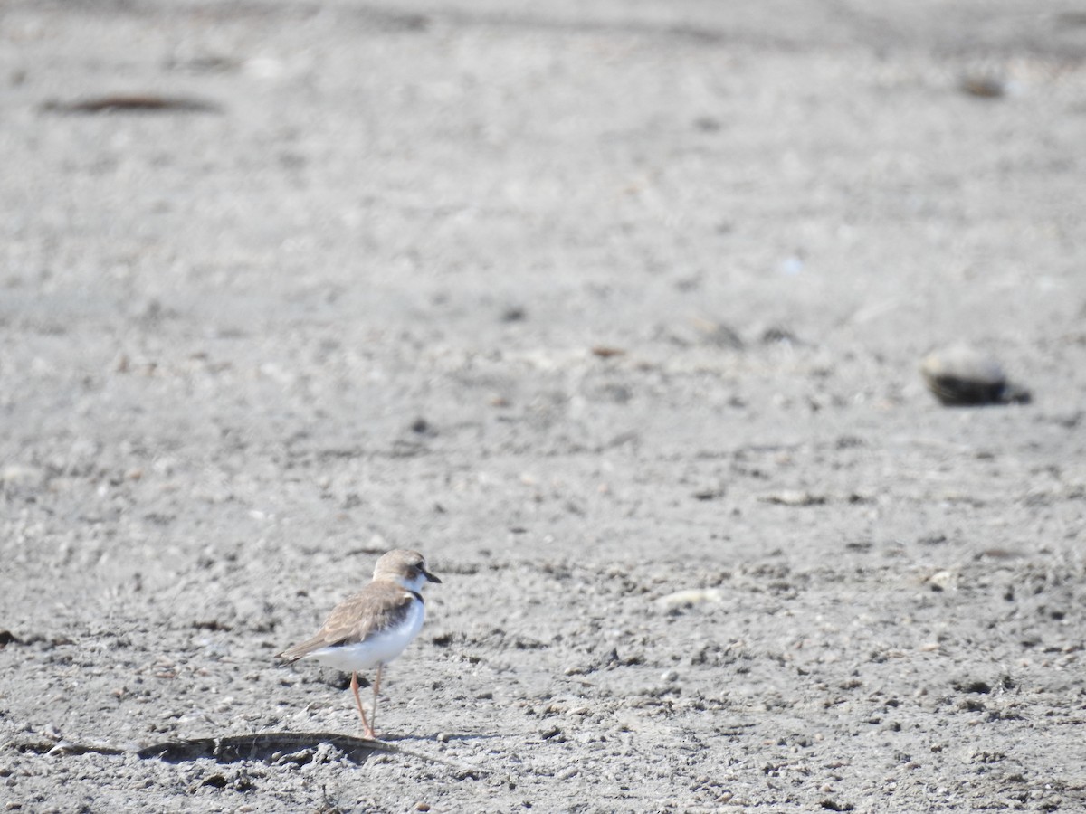 Collared Plover - ML221905441