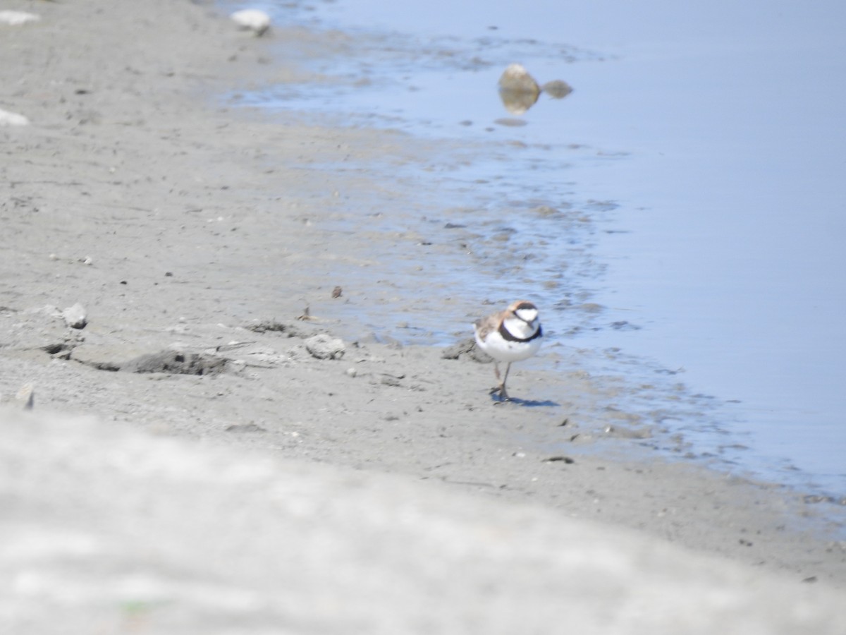 Collared Plover - ML221905901