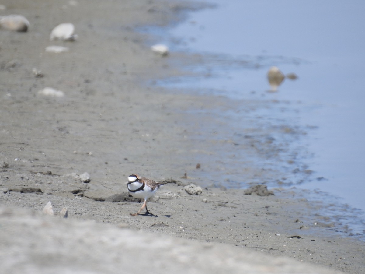 Collared Plover - ML221905921