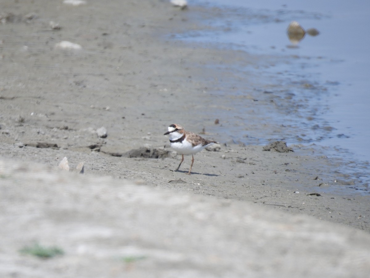 Collared Plover - ML221905941