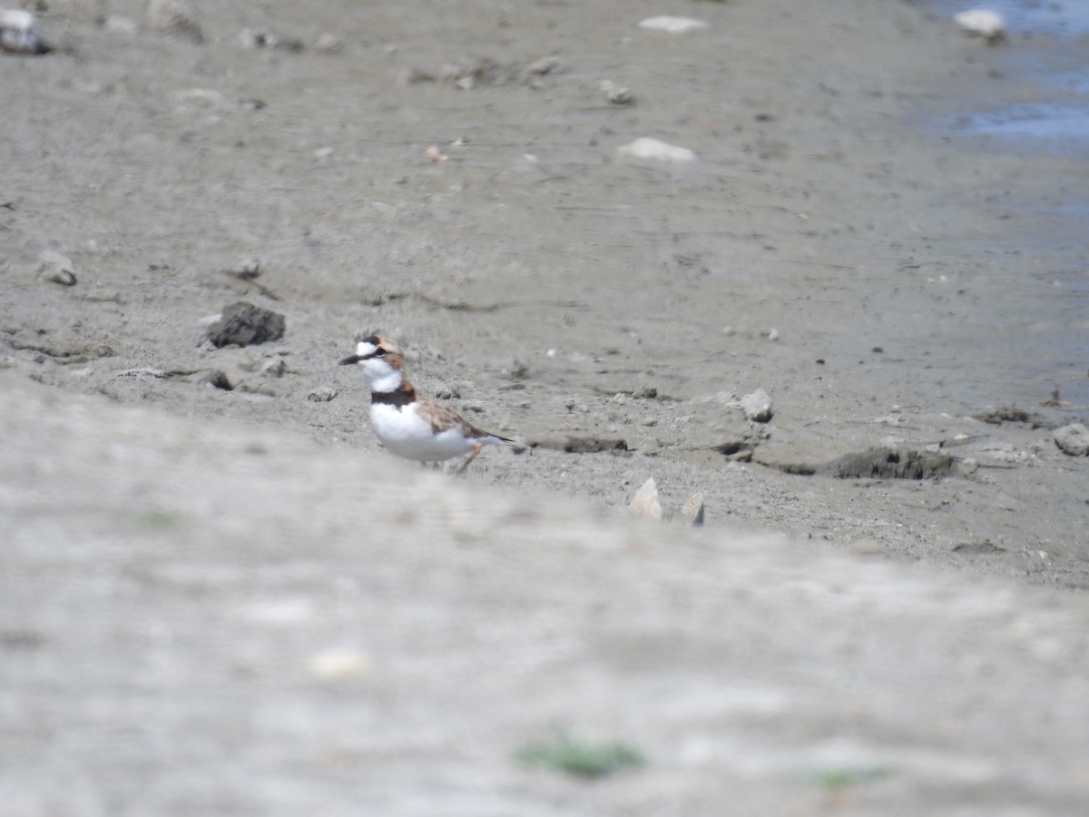 Collared Plover - ML221906041