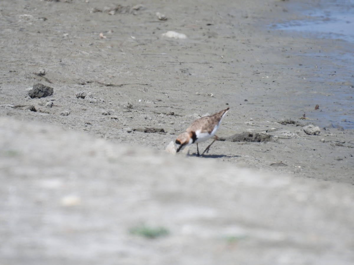 Collared Plover - ML221906061